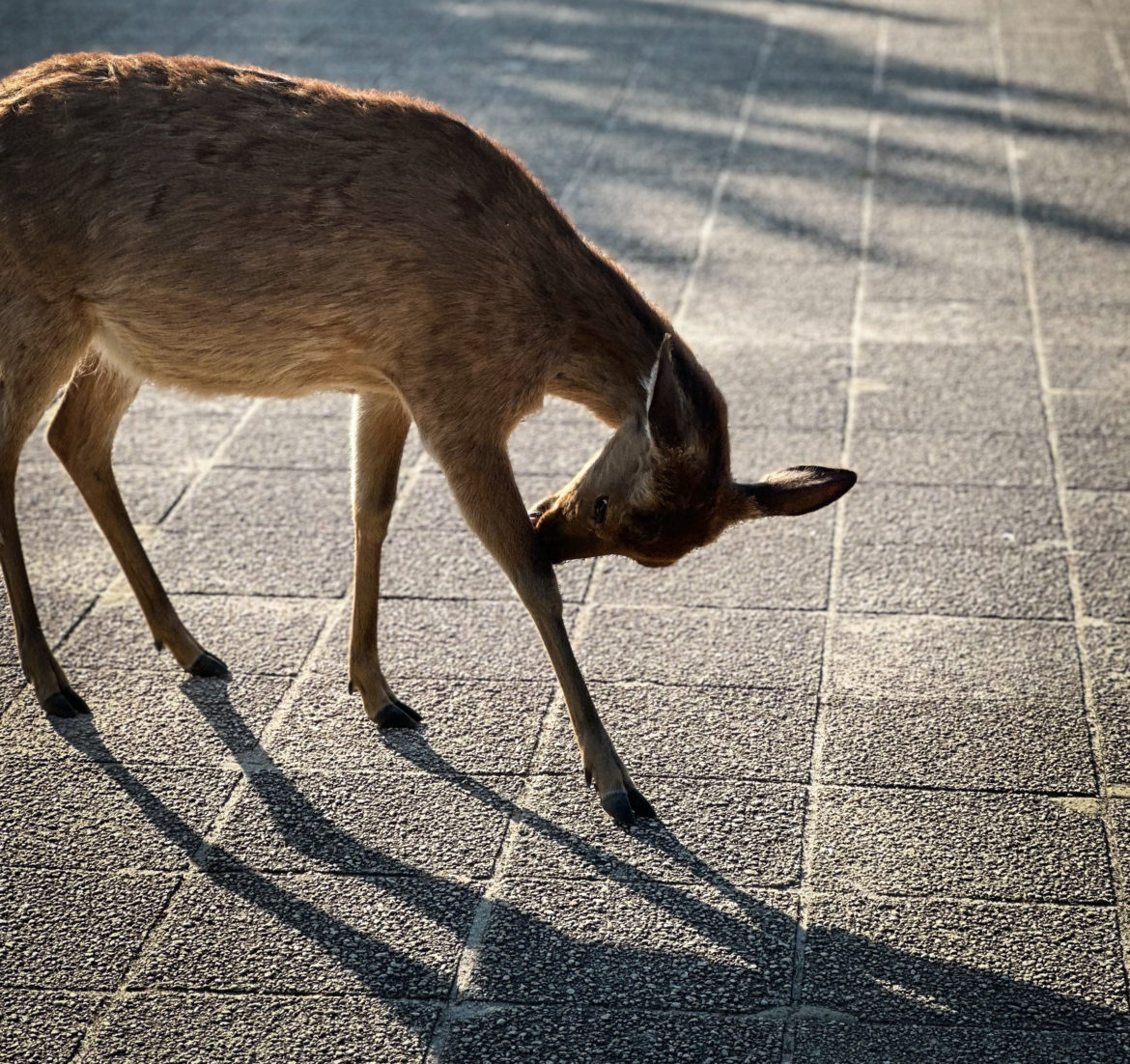 deer miyajima hiroshima