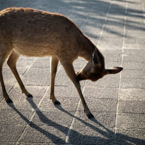 miyajima deer what to do in Hiroshima