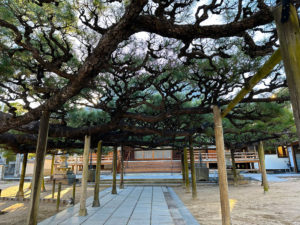 Miyajima sightseeing quiet temple pine tree Hiroshima