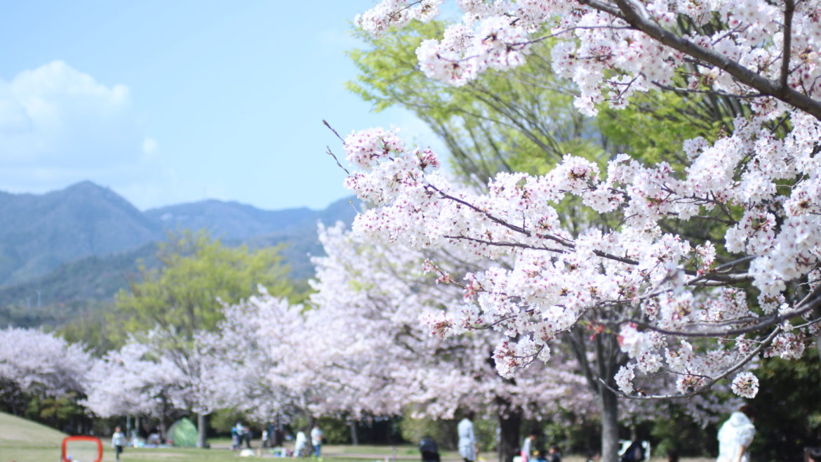 Hatsukaichi Hiroshima Cherry blossoms sakura